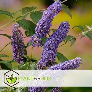 Buddleja butterfly bushes purple - 3