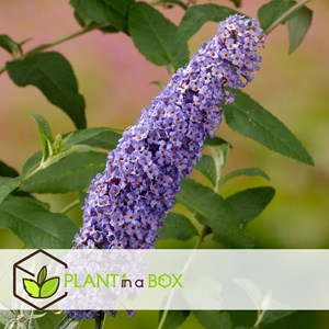 Buddleja butterfly bushes purple - 3
