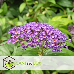 Buddleja butterfly bushes purple - 3