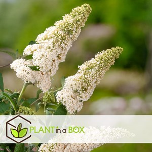 Buddleja butterfly bushes white - 3