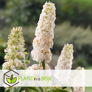 Buddleja butterfly bushes white - 3