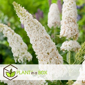 Buddleja butterfly bushes white - 3