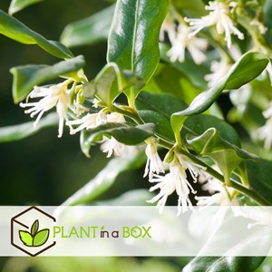 Sarcococca confusa - 4
