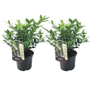 Sarcococca confusa - 2