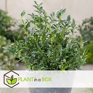 Sarcococca confusa - 2