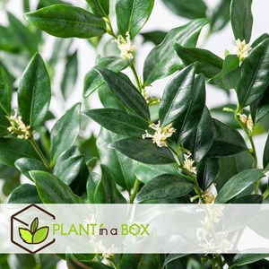 Sarcococca confusa - 2