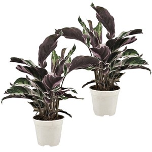 Calathea fusion white