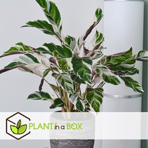 Calathea fusion white