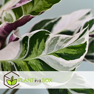 Calathea fusion white