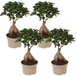 Ficus ginseng japanse bonsai - 4