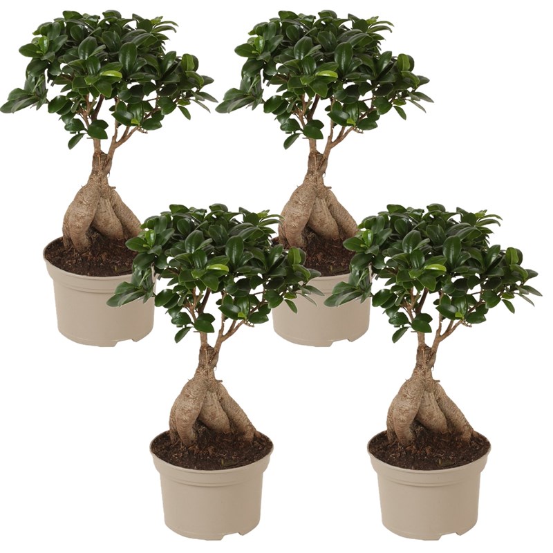 Ficus ginseng japanse bonsai - 4