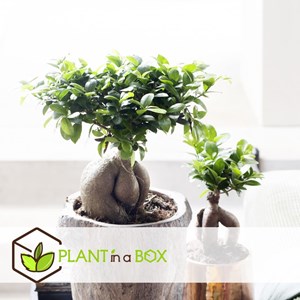 Ficus ginseng japanse bonsai - 4