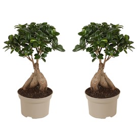 Ficus ginseng japanse bonsai - 2