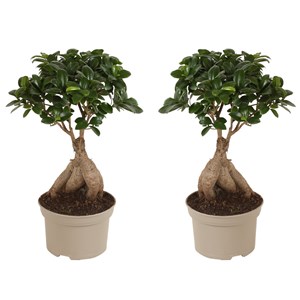 Ficus ginseng japanse bonsai - 2