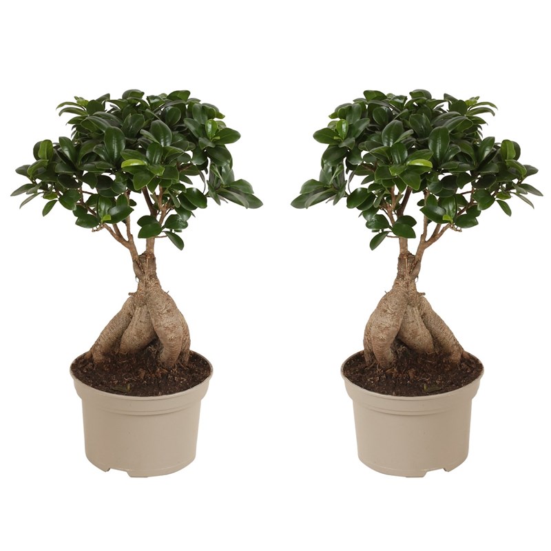 Ficus ginseng japanse bonsai - 2