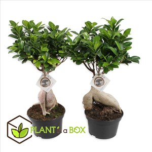Ficus ginseng japanse bonsai - 2