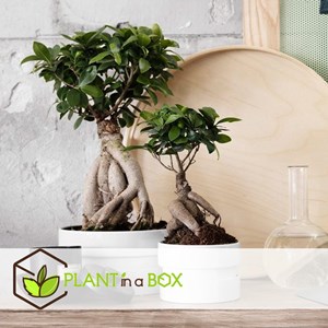 Ficus ginseng japanse bonsai - 2
