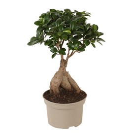 Ficus ginseng japanse bonsai