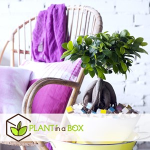 Ficus ginseng japanse bonsai