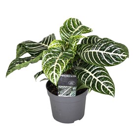 Aphelandra botanica zebra plant