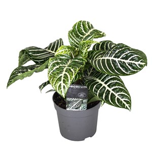 Aphelandra botanica zebra plant