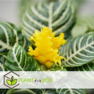 Aphelandra botanica zebra plant