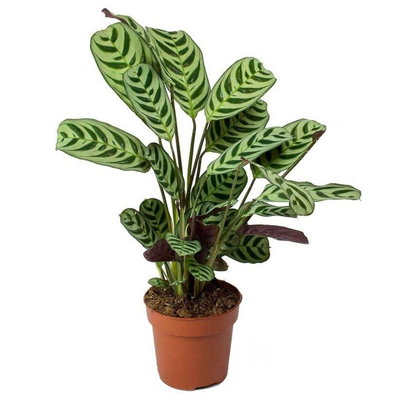 Ctenanthe burle marxii