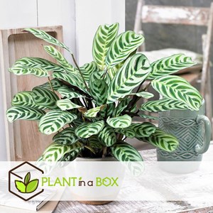 Ctenanthe burle marxii