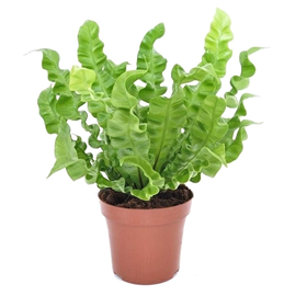 Asplenium crispy wave