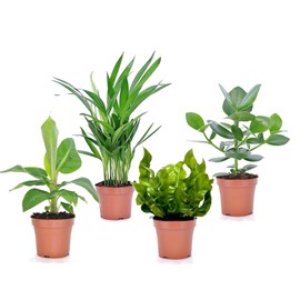 Plantes dintérieur quatuor vert