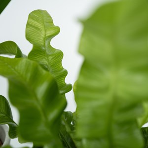 Plantes dintérieur quatuor vert