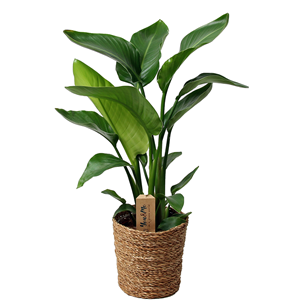 Strelitzia birds of paradise avec panier