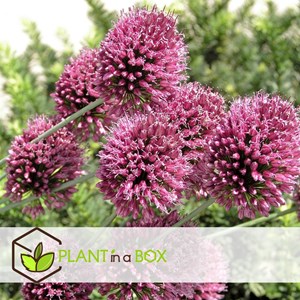 Bulbes dallium oignons dornement - 160