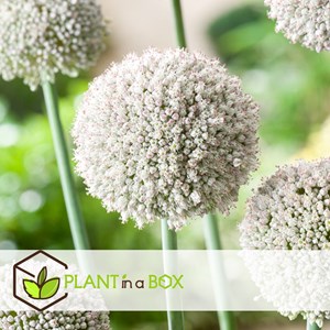 Bulbes dallium oignons dornement - 160