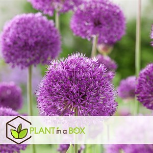 Bulbes dallium oignons dornement - 80