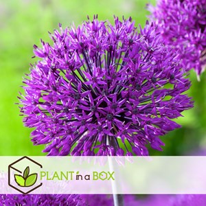 Bulbes dallium oignons dornement - 80