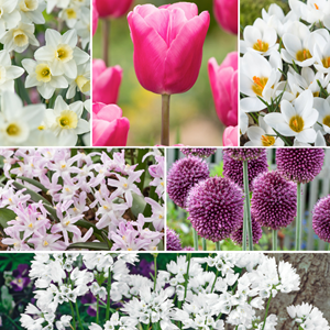 Bulbes de printemps - 250