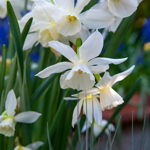 Bulbes de printemps - 250