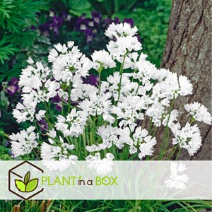 Bulbes de printemps - 250