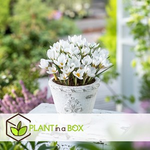 Bulbes de printemps - 250