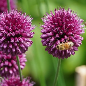 Bulbes de printemps - 125