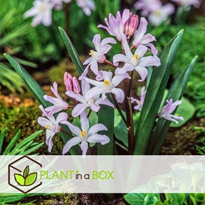 Bulbes de printemps - 125