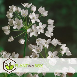 Bulbes de printemps - 125