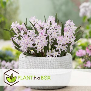 Bulbes de printemps - 125