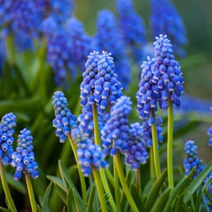 Bulbes de printemps bleu - 250