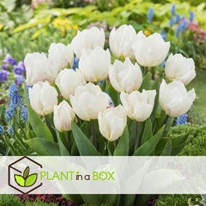 Bulbes de printemps bleu - 250