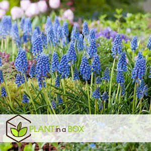 Bulbes de printemps bleu - 250