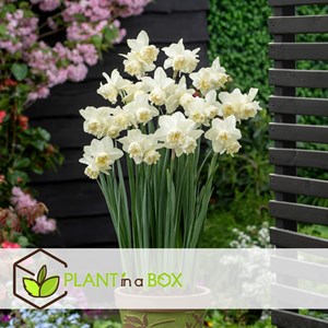 Bulbes de printemps bleu - 250