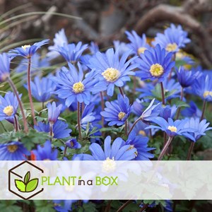 Bulbes de printemps bleu - 125