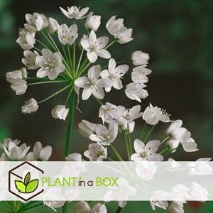 Bulbes de printemps bleu - 125